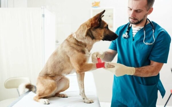 Dog First Aid Training