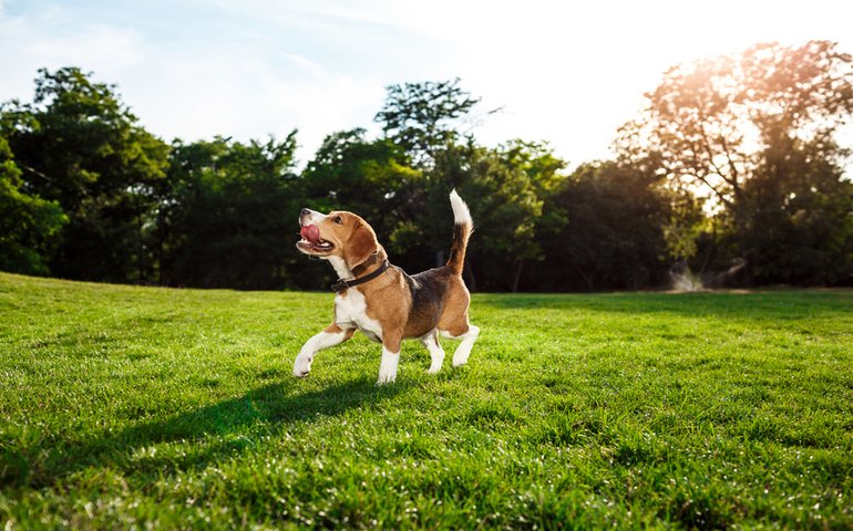 Dog Walking Business