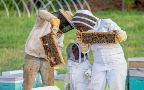 Beekeeping