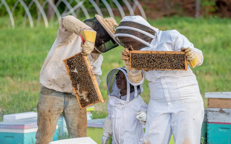 Beekeeping Beekeeping