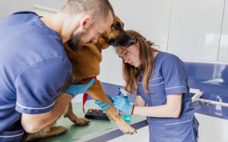 Canine First Aid