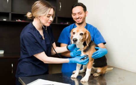 Veterinary Assistants