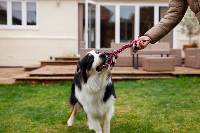 The Ultimate Dog Obedience Training Course