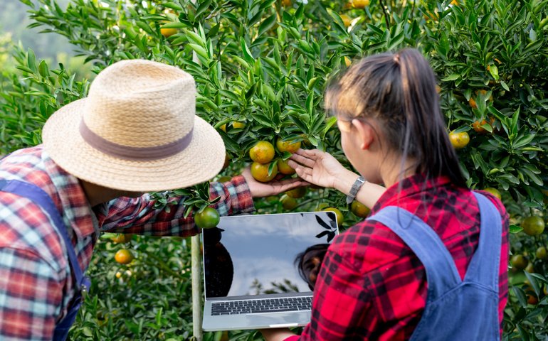 Crop Production and Management Level 3 Advanced Diploma