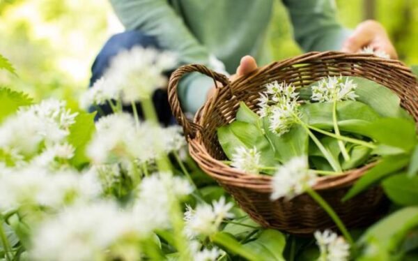 Foraging for Beginners Discovering Local Wild Foods