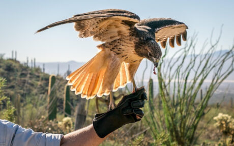 Falconry Techniques From Basics to Advanced Training