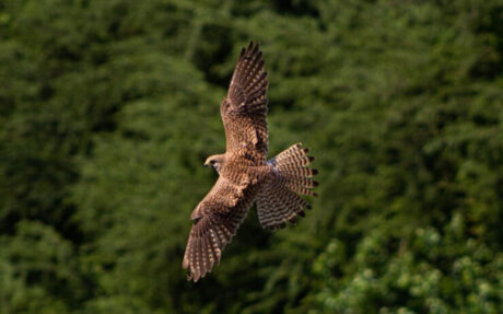 Falconry for Wildlife Conservation A Guide to Ethical Practices
