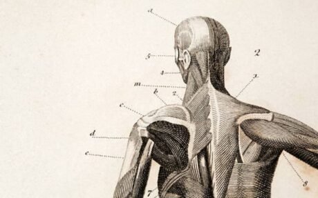 Medical illustration Level 3 Advanced Diploma